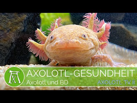 Axolotl und tödliches BD. DAS solltest du wissen  (Axolotl Krankheit/Axolotl Gesundheit)