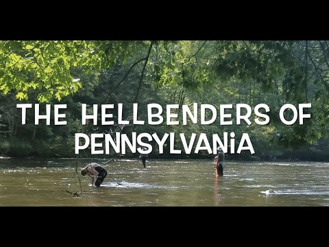 Pennsylvania Hellbender Research 2021