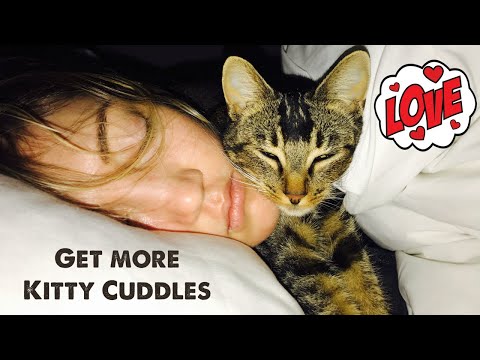 How to Get Your Cat to Love You & be More Affectionate / Tips to Get Your Kitty To Cuddle