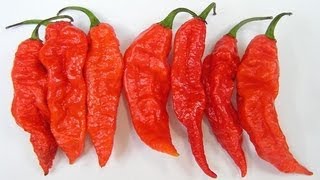 Guy eats Red bhut jolokia Pepper Aka. (Red Ghost)