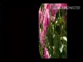 Oru Roja Thodam Love Song