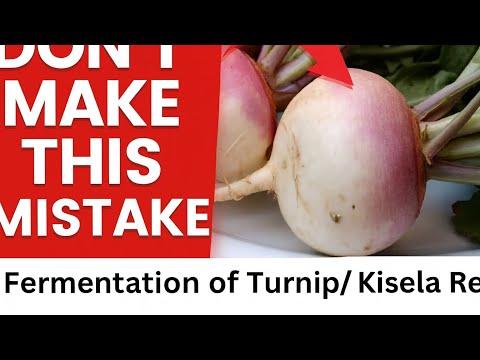 Fermented Turnip Recipe (Kisela Repa) | Gut-Healthy Croatian Tradition