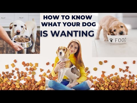 Choosing the Perfect Dog Food: A Comprehensive Guide||veterinary channel