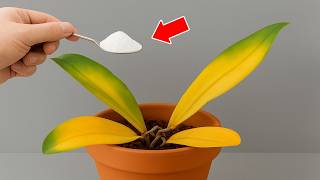 Just 1 spoon! The orchid immediately grows from the root and blooms all year round