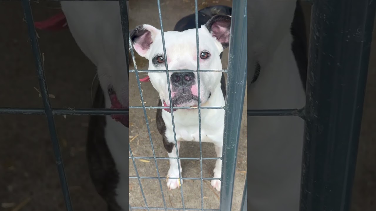 Enlarge Lance, a Adoptable American Staffordshire Terrier in Tyler, TX video 3/3