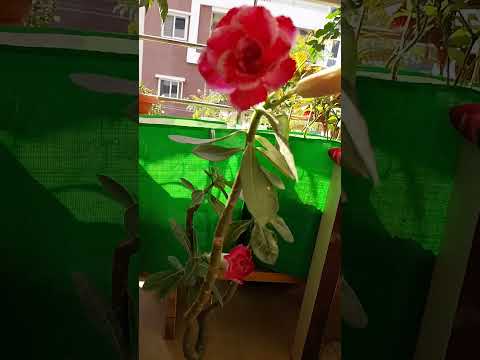 #garden #funny #ihavethisthingwithplants #plants