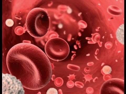 LA SANGRE:  composición, función y formación