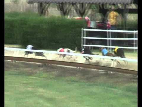 Czech Derby Trial Stakes (1) 2011