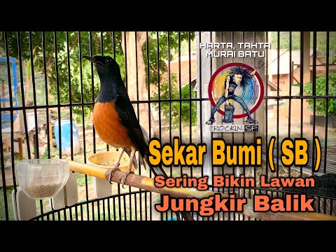 Murai Batu Sekar Bumi ( SB )