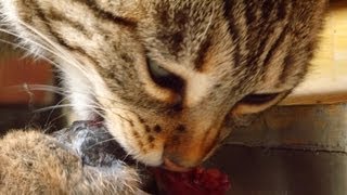 preview picture of video 'Le chat a mangé la souris'