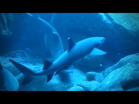 Rare Footage: White Tip Reef Sharks Mating