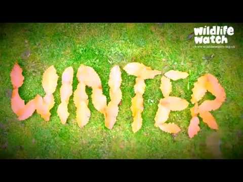 Wildlife Gadgetman - How to Make a Timelapse Movie