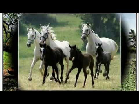 PJESMA RASTANKA - Najbolji hrvatski tamburaši