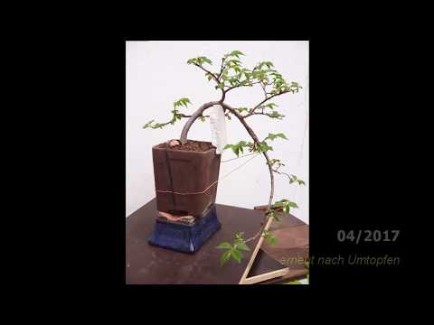 Baumvorstellung Bonsai Bergulme (Ulmus glabra I)