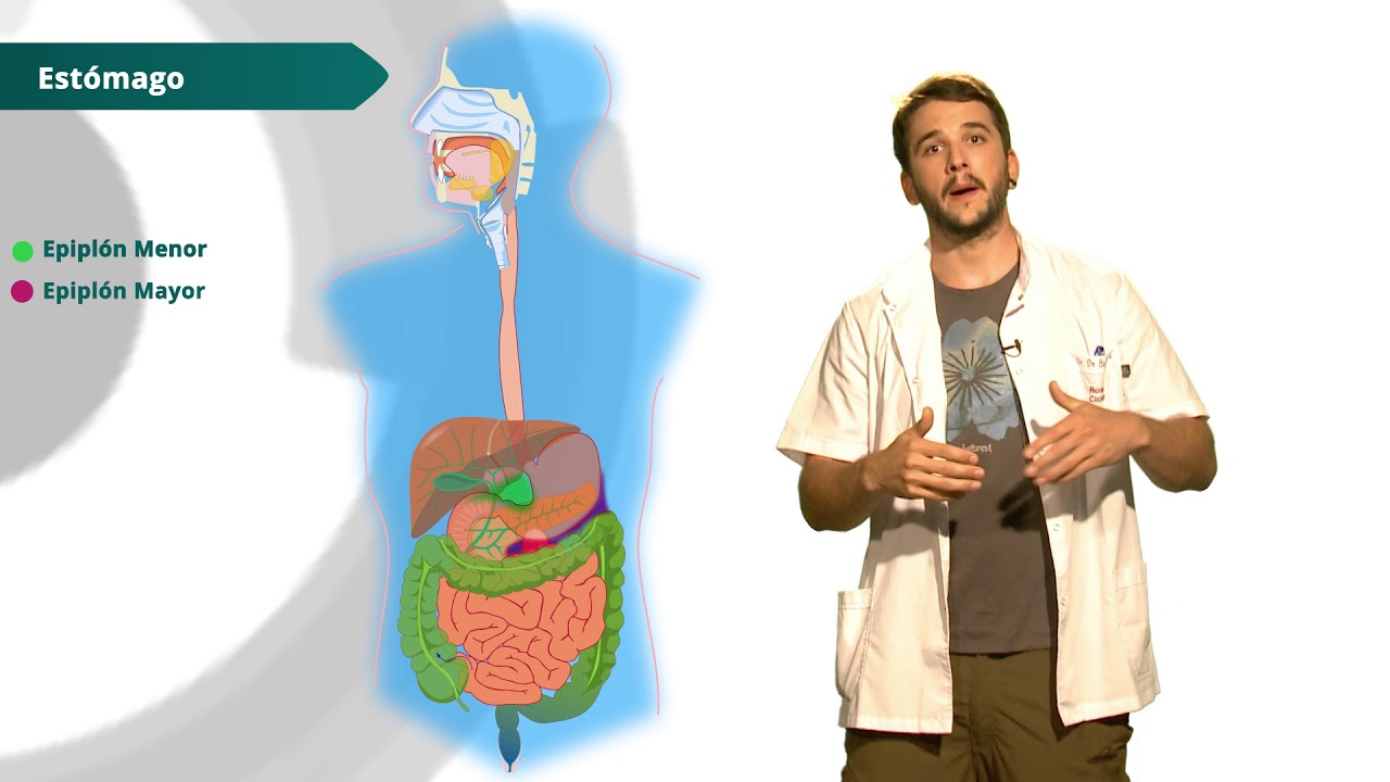ANATOMÍA: Aparato Digestivo - Parte 1