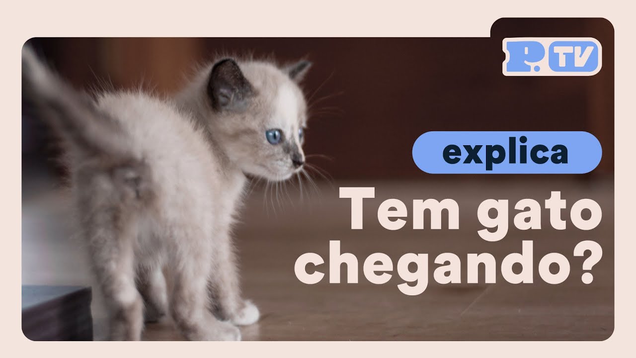 Dicas para receber gatos em casa