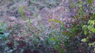 preview picture of video 'Forest Glen - National Park Seminary -  Nov 17, 2013 - Part 1 of 4'