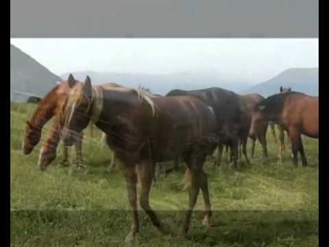 Кога зашумат буките - Костадин Гугов