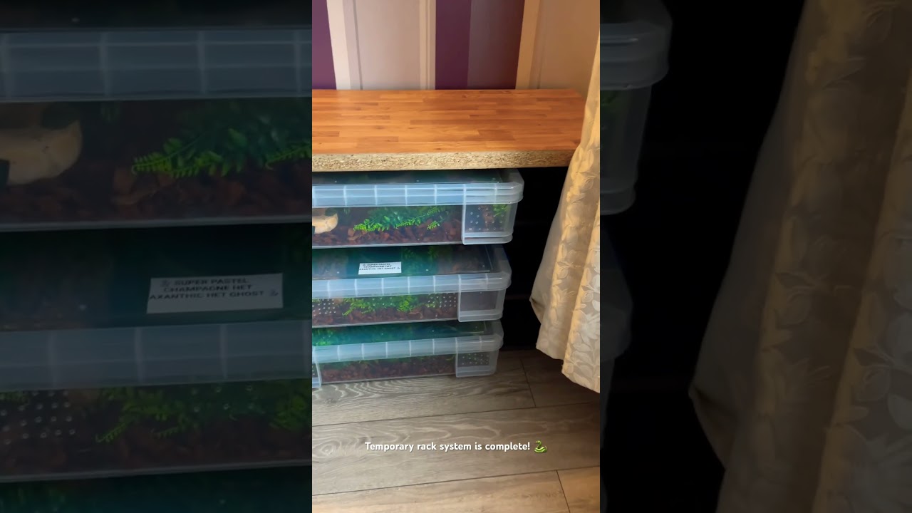 #python #diy #homemade #rack  #snake  #reptiles #ballpython #reptileworld #creative #creativity