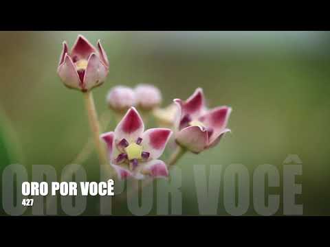 Oração 427