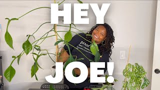 Propagating My Philodendron Joepii!