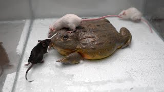 Giant African Bullfrog eats adult mice. Warning live feeding!!!