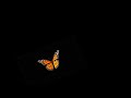 Butterfly Black Screen Status Video Butterfly Flying Black Screen Video