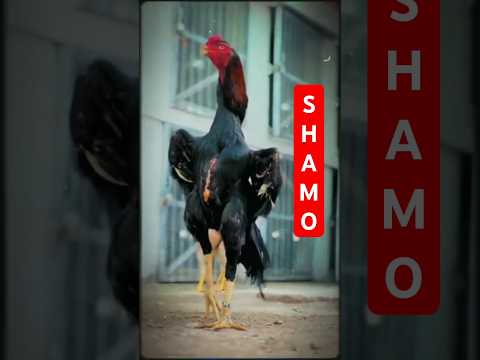 The Most Powerful Chicken Shamo Aseel 👑 King Shamo (The Brand)
