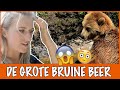 Oog in oog met een bruine beer! | DierenpraatTV