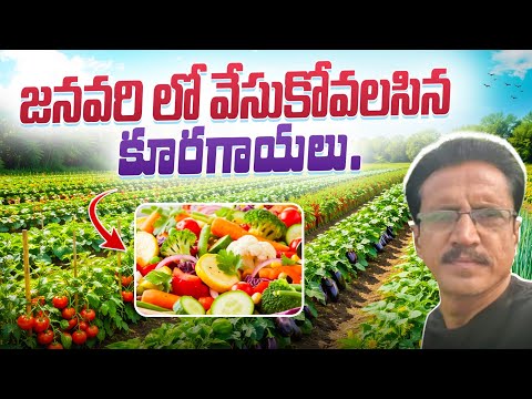 Vegetables Cultivation In January Month || జనవరిలో సాగు చేయవలసిన కూరగాయలు.