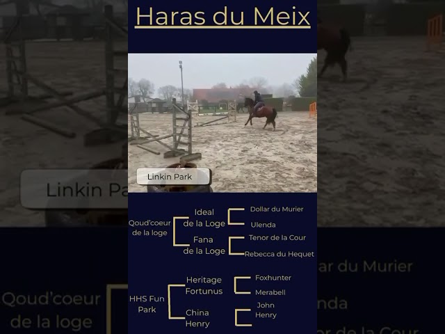 LINKIN PARK DU MEIX Hongre 5 ans &ndash; 1,63 m