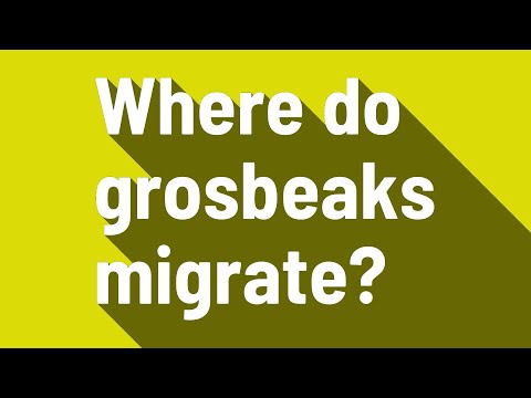 Where do grosbeaks migrate?