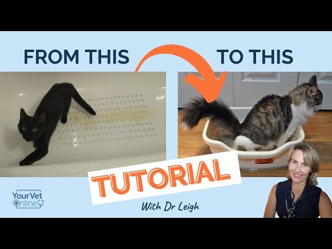 How To Stop Your Cat Peeing Outside The Litter BOX | Step By Step Tutorial with Dr Leigh