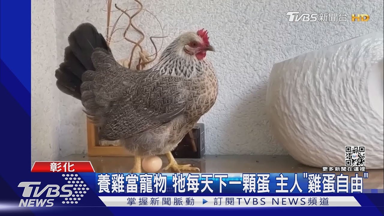 寵物雞的報恩!每天一顆蛋 主人不怕蛋荒「雞蛋自由」