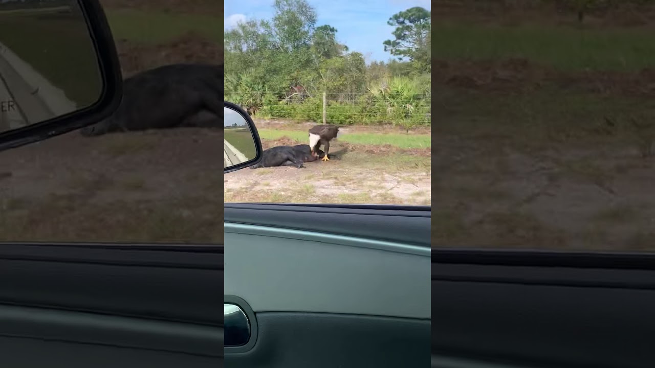 Bald eagle devours hog