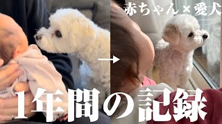 【成長記録】愛犬と赤ちゃんが本当の兄妹になるまでの1年間の全記録【マルプー×1歳】