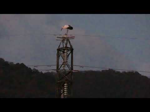 コウノトリ・J0057(20171206  PM 0511)和歌山市船所の塒へ