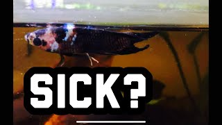 Betta Fish Sitting at Top of the Tank? On Side?