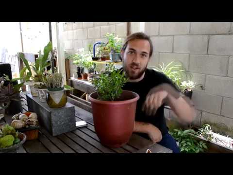 How to make bonsai for beginners - HD 2019 - #3 (Bonsai)