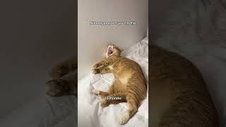 Download lagu Siapa yg siap coba klo dah begini?🥲 #kucingimut mp3