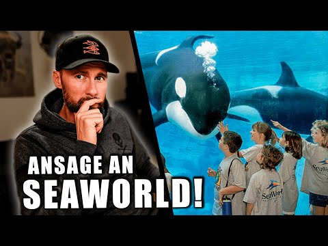 ANSAGE an SEAWORLD! - Warum Orcas in Gefangenschaft töten... | Robert Marc Lehmann