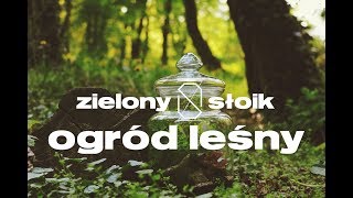 Ogród leśny krok po kroku - Zielony Słoik - własny las w słoiku / tutorial / ogród w szkle