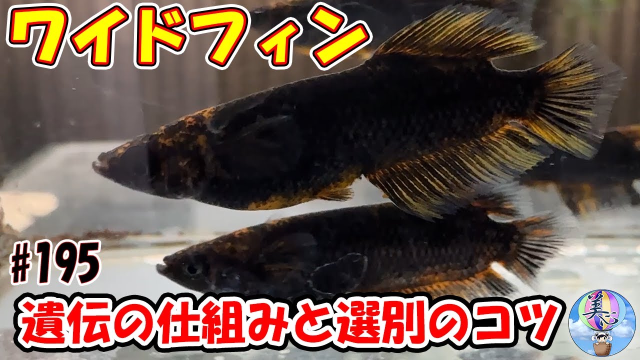 好きなメダカをワイドフィンに♪【遺伝の仕組みと選別のコツ！】＃１９５ ～美心めだか～