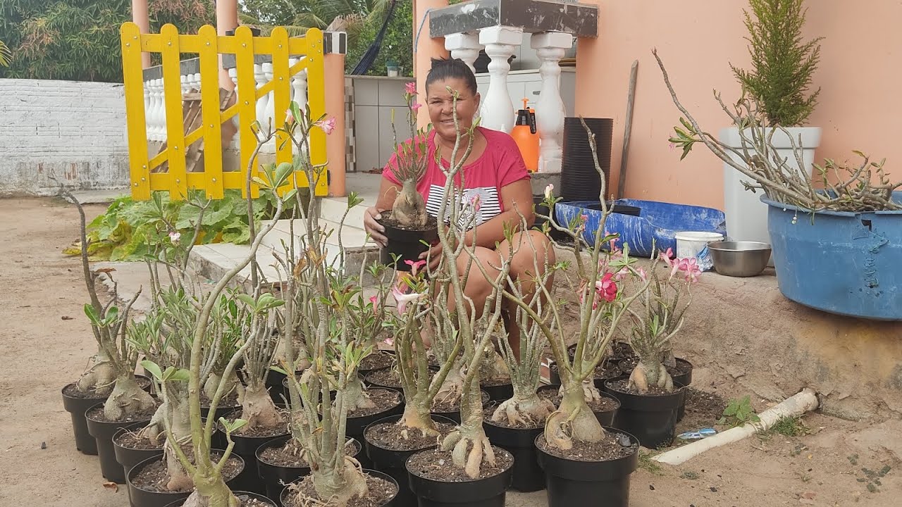 Dia de replantio de Rosa do Deserto