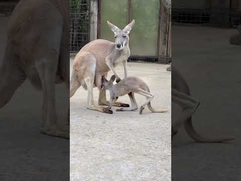 Something Is Chasing This Baby Kangaroo! 😱🦘 #FunnyAnimals #Kangaroo #CuteAnimals #Shorts