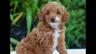 Video preview image #1 Cavapoo Puppy For Sale in LITITZ, PA, USA