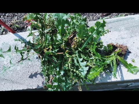 Organic weed removal | say no to harsh chemicals | works 💯 no more weeds