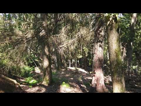 Will the service layer cause Anemic domain models?