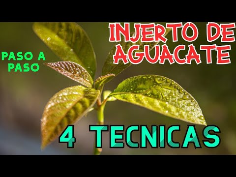 AVOCADO GRAFTING STEP BY STEP / 4 TECHNIQUES / ALL VARIETIES / HASS, EFFECTIVE METHODS