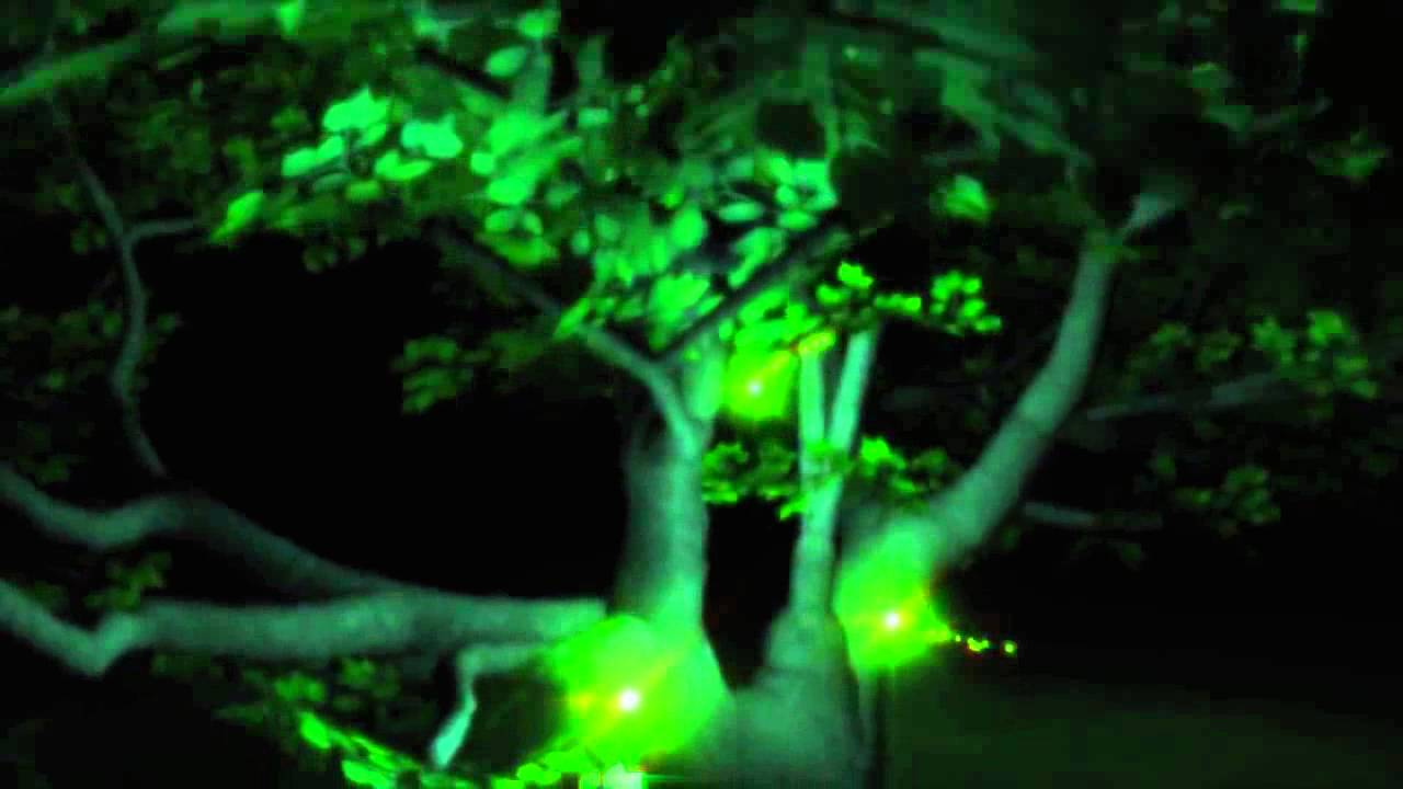 Beautiful Fireflies in a Tree Animation